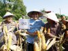 Gelar Panen Raya, Pemkab Lampung Selatan Dukung Swasembada Jagung Nasional